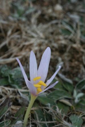 Colchicum: alpinum e neapolitanum?